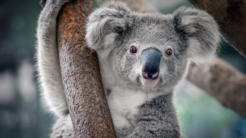 aViewFromaHill's tweet photo. Without drastical measures in #conservation of our #naturalworld, these images will be a faint memory in future. For our children it will only be an image of something they have never experienced. #choosewisely #SaveEnvironmentToSaveLives https://t.co/23mt0ydGHw