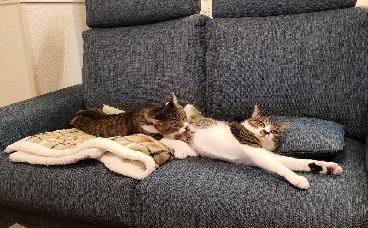 UEpDcCNAQh9uxO6's tweet photo. うちのソファーは猫に占拠されました #猫好きさんと繋がりたい #久々のツイート https://t.co/xpdvovk90s