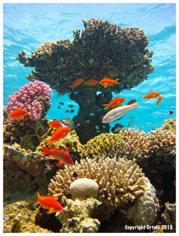 LastMinute_si's tweet photo. Last Minute [HURGHADA] ☀️
23.2. | 7 dni | ✈️ iz Graza
Titanic Palace 5*, vse vključeno, od 362€
Mercure Hurghada 4*, vse vključeno, od 366€
SUNRISE Aqua Joy Resort 4*, vse vključeno, od 370€
Albatros Citadel 5*, vse vključeno, od 378€
Rezerviraj👉 https://t.co/1zg3WdLmQX https://t.co/60aaBqihn6