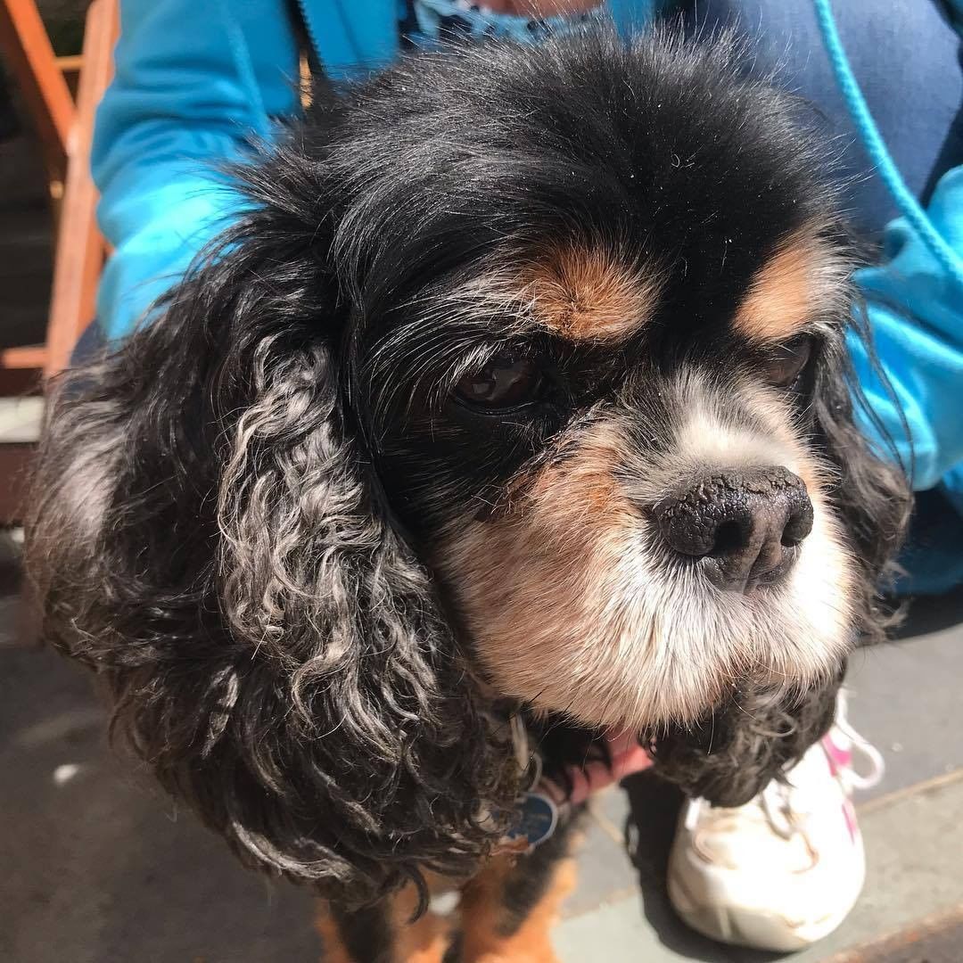 Today it's #loveyourpetday so we thought we'd share these photos of some of the furry friends that have previously visited Holker Hall & Gardens. If you have pictures of your pets at Holker, we'd love to see them in the replies below!