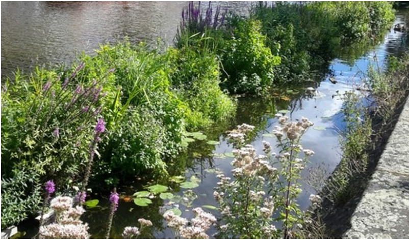 Er komen 5 weelderige watertuinen voor meer #biodiversiteit in de Kattensingel langs de betonnen rand ism <a href="/HHRijnland/">Hoogheemraadschap van Rijnland</a> in #Gouda. <a href="/SingelparkGouda/">Singelpark Gouda</a> crowdfundingvoornatuur.nl/nl/initiatives…