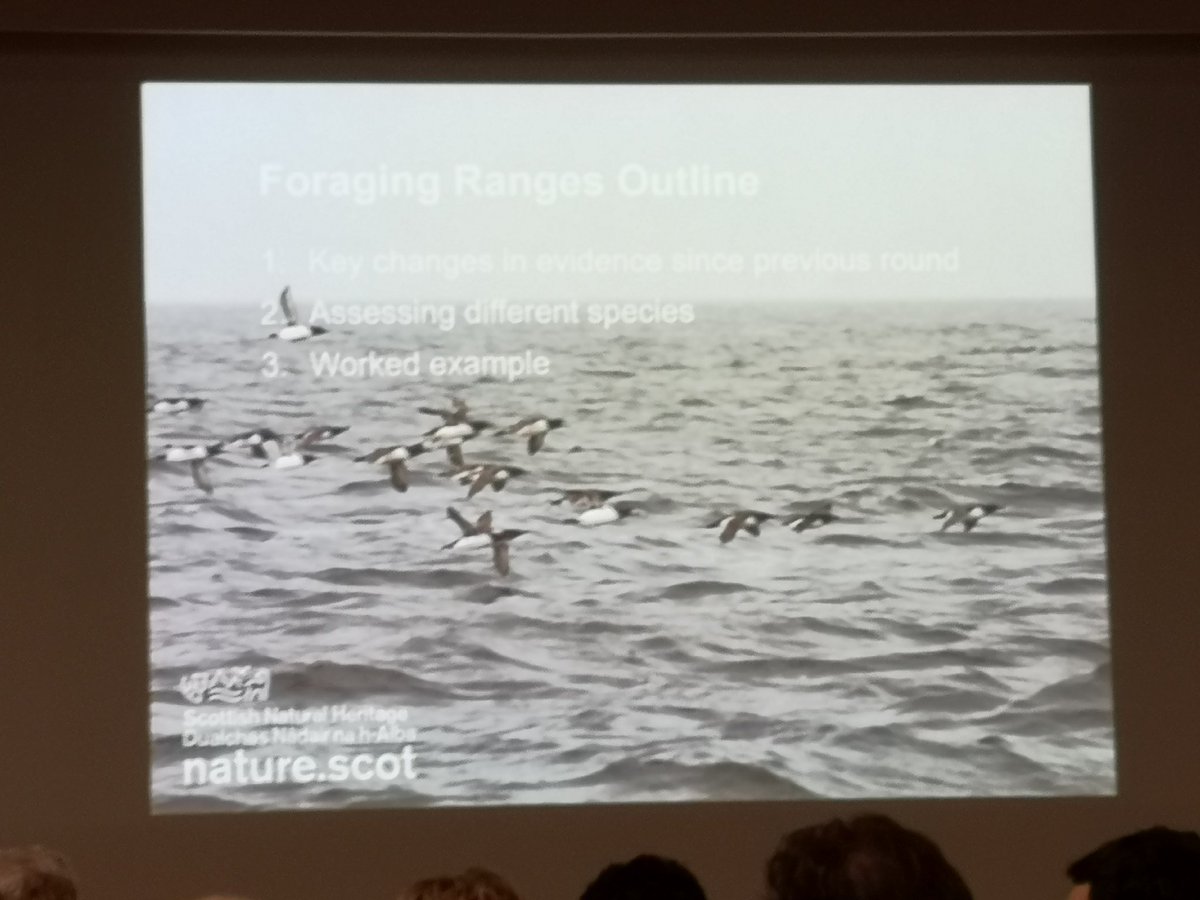 AonghaisC's tweet photo. At @nature_scot event on offshore wind, @alexrissa presents the SNCB perspective on the new @_BTO foraging ranges report, good illustration of how #BTOResearch informs policy @i_woodward @thaxalot @Ellingbry https://t.co/BRm4QgMOfM