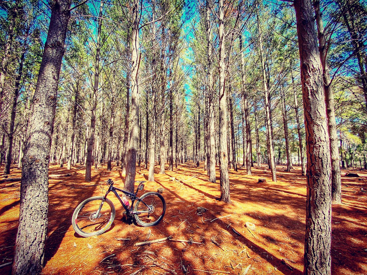 kim voller tweet media