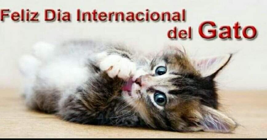#LaIzquierda recuerda que los Gatos tienen derechos. 

En el #DiaInternacionalDelGato pedimos más Protección y cuidado de las colonias felinas.