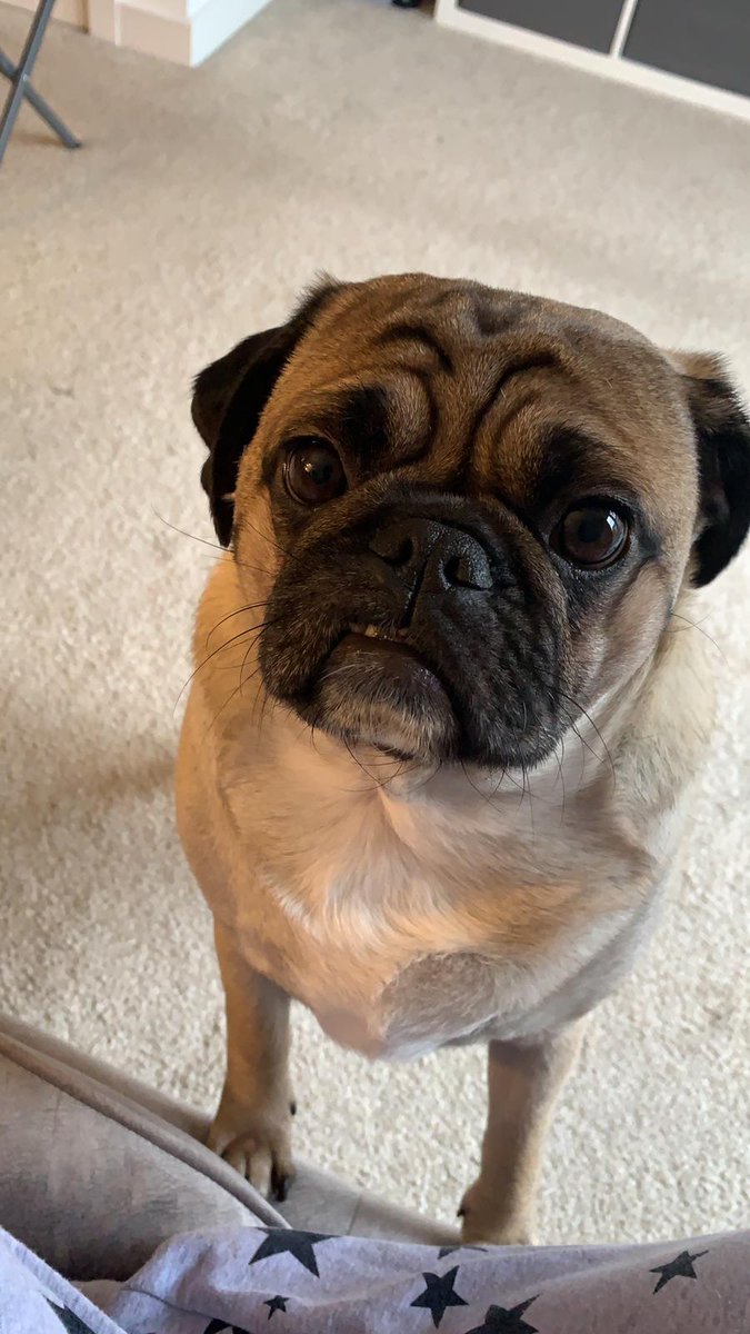 Introducing the pets of handl Communications...

First up is Archie the pug 🐶

Archie loves cuddles, carrots and cake (doggy cake)

#LoveYourPetDay #Dogs #DogsLife #Pets