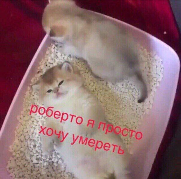 sad_moll's tweet photo. @kto_to_wierd https://t.co/RZNhltHTfa