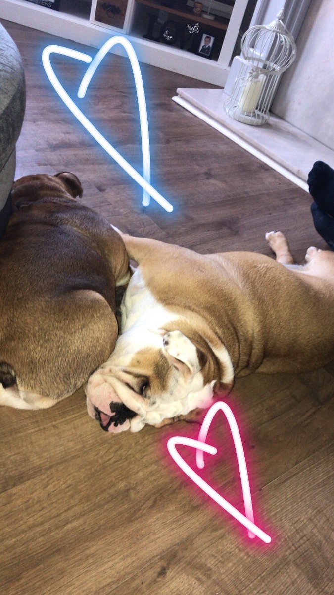 linzksm's tweet photo. #LoveYourPetDay 💗🙏🏼💙 https://t.co/RBmNkmpF0n