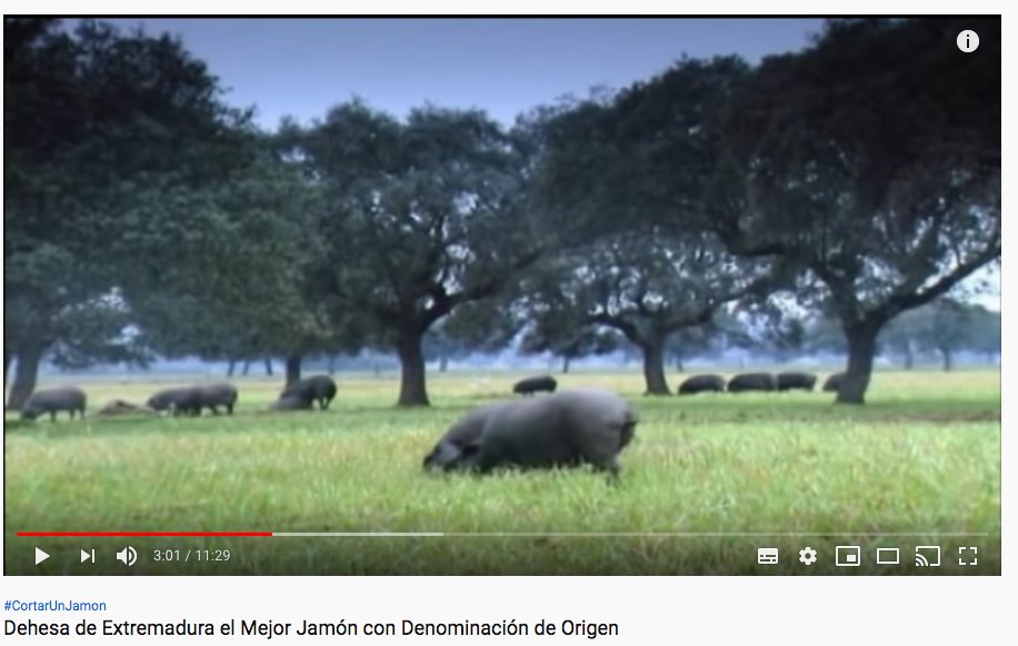 Excelente #vídeo sobre el cerdo ibérico y el ecosistema de la dehesa. #DehesaExtremeña #Extremadura #CerdoIbérico #Jamonibérico  #ibéricosdebellota youtu.be/3bpBPBJc75I