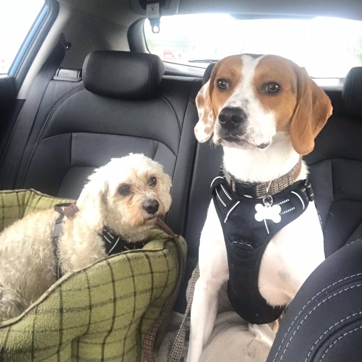 Next up is Marley &amp; Sherlock 🐶

Marley is a rescue Cavachon who loves cuddles (and glaring at Sherlock)...

Sherlock is a rescue from Cyprus who likes destroying his mum's house!

#LoveYourPetDay #Dogs #DogsLife #Pets