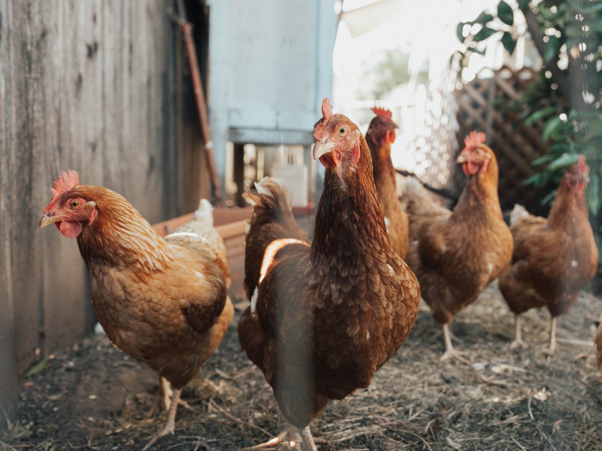 Us: What's the matter, Chicken??

Chicken: Why does everyone always ask me that?

Find out exactly what's the matter with chicken and its sustainability in our blog post!  ⬇️🍗

sokti.com/post/chicken-m…

#SOKTI #sustainability