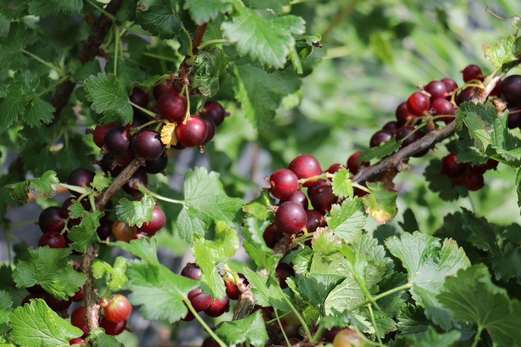 LuberaUK's tweet photo. What do you call a #blackcurrant and #gooseberry mash-up? A #Jostaberry that's what! Our new Confi®Berry range are #thornless. #Fruit size up to 2cm comes from gooseberries. The colour, thornless-ness and fertility come from blackcurrant.
https://t.co/nFpn21LoNR https://t.co/ThLBSaHESH