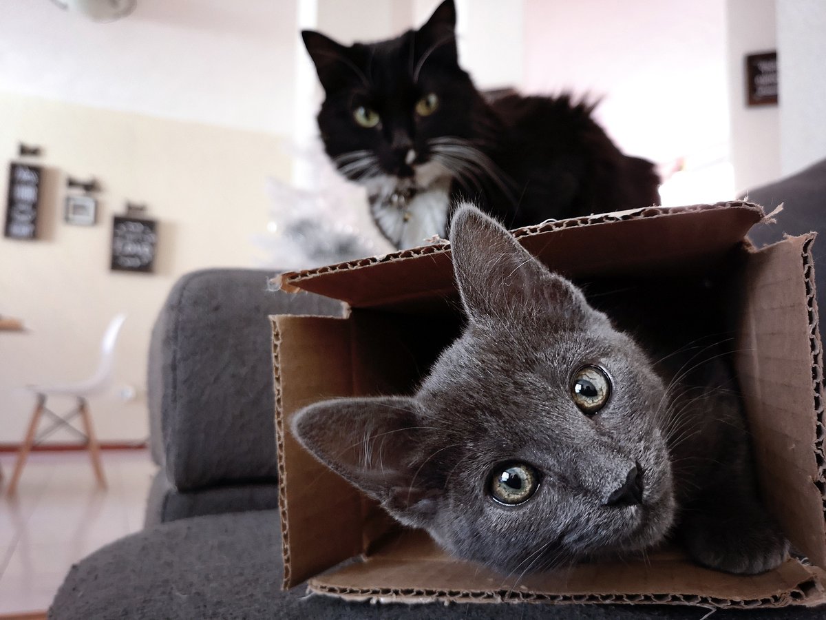 EdenstoneGroup's tweet image. Put packing boxes out a few weeks before moving day to help cats get used to them #LoveYourPetDay #ThursdayThoughts #MovingHack #MovingTips #NewBuildHomes