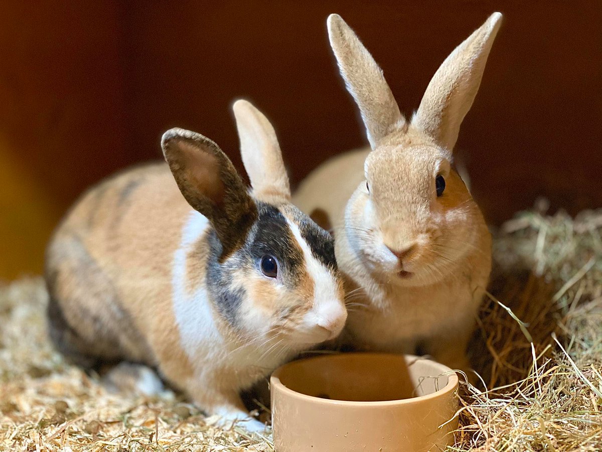 NowBoardingPets's tweet photo. Half term got you thinking about booking a holiday? Our Now Boarding Pet Hotels still have Easter & Summer boarding spaces available. Contact us today to book your small pets in with our friendly team🐰https://t.co/KNPtOgII5j
#nowboardingpethotels #rabbitboarding #petboarding https://t.co/ZZAbPBmIT6