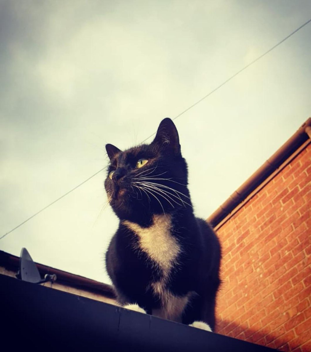It's not just dogs we're crazy about!

Introducing Fleur, looking as majestic as ever 😺

#LoveYourPetDay #Cats #CatLover #Pets