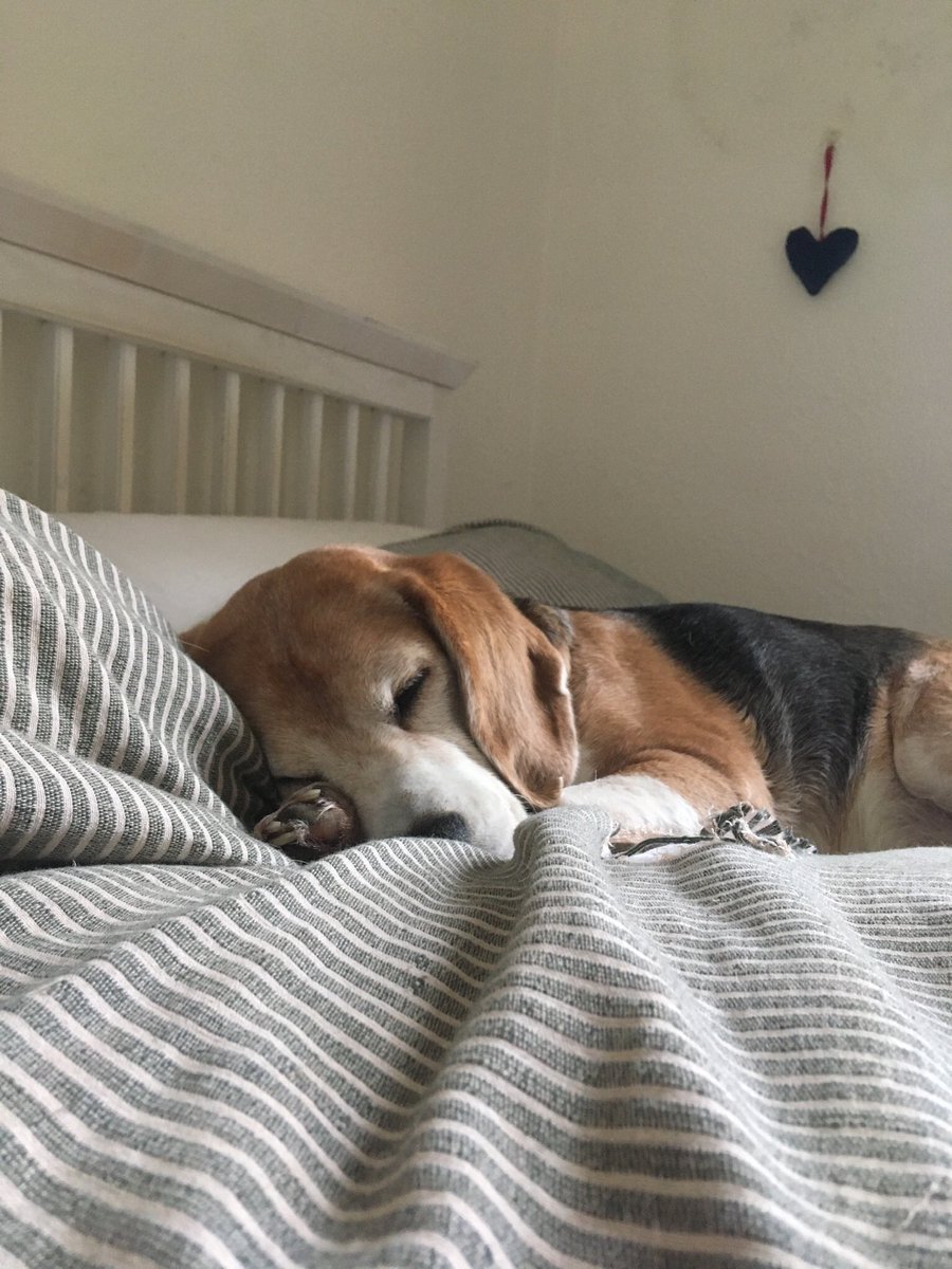 _abigail_lock_'s tweet photo. @Inkpots1 Absolutely! So easy to stay in. Thankfully, I have a dog, so no excuses ❤️ https://t.co/mJg4ZxAFQM