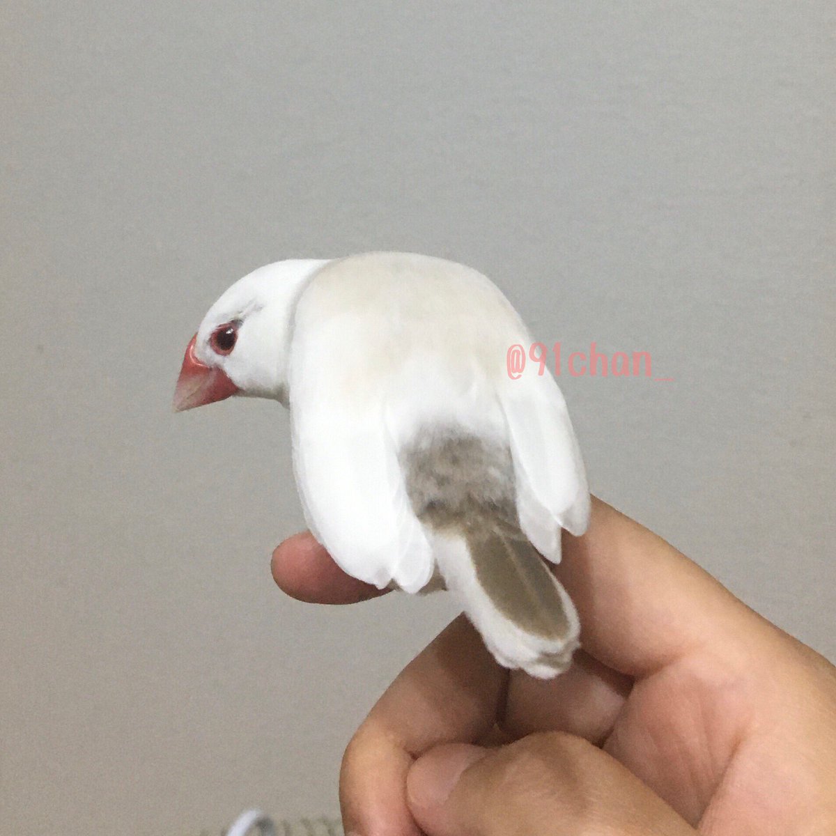 91chan_'s tweet photo. #セコしっぽ占い

色付き羽根が上→大吉
白い羽根が上→中吉

以上です！ https://t.co/nLvP4d1rfV