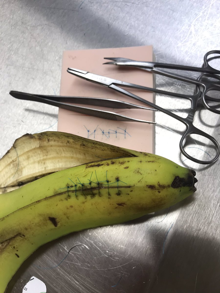 Uea_Anatomy's tweet photo. Last night saw bananas being sutured back together by @UeaMed students and learning new surgical/dermatological skills! #bananasforanatomy https://t.co/3Fix0DymzW