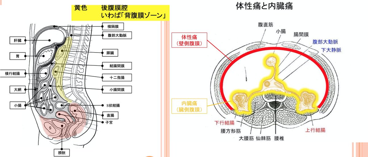 【ベストコレクション】 体 内臓の位置 254841体 内臓の位置