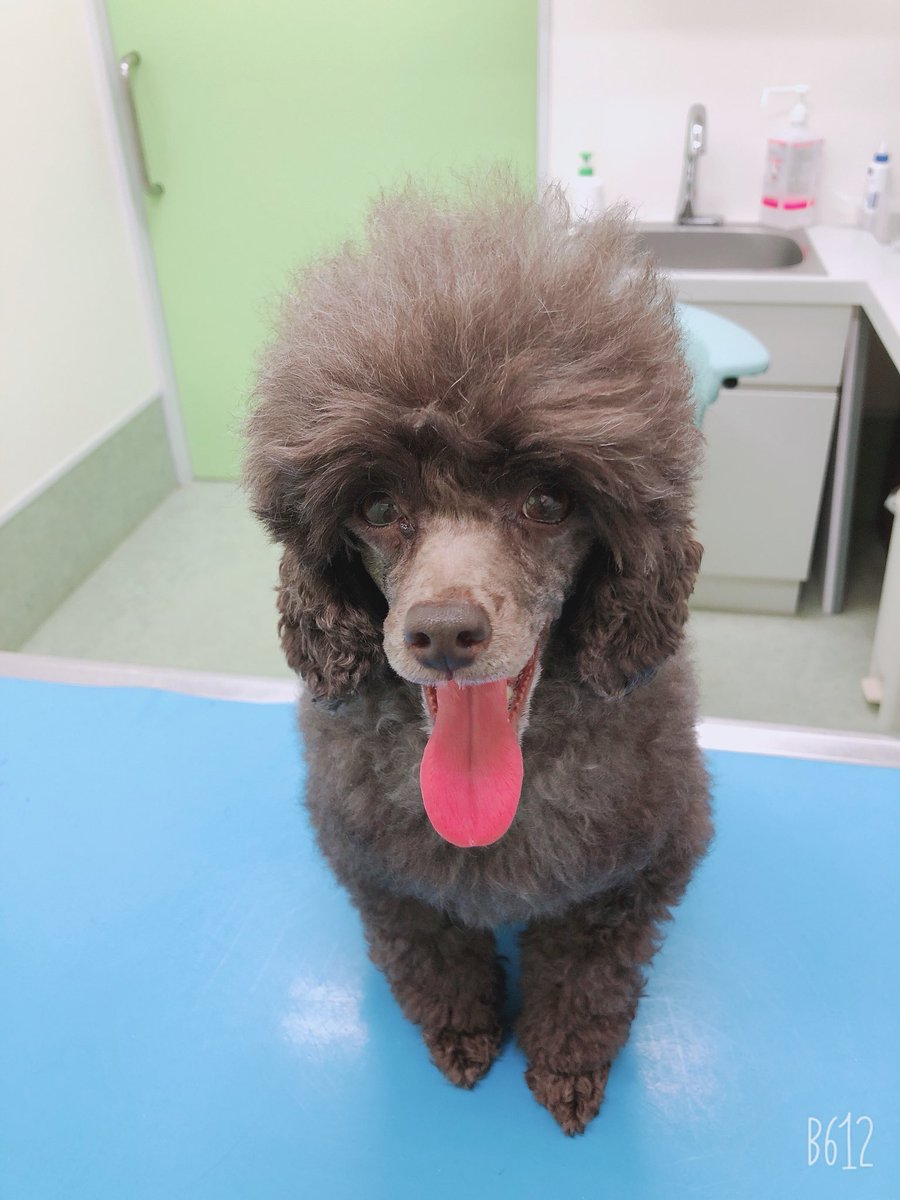 Little Monster トイプードル グロリアちゃん うちのグロリア 今日お誕生日でした Happy Birthday Gloria 顔バリ 顔バリプードル Glooming Trimming といぷ Littlemonster Dog イヌ Inu 犬バカ部