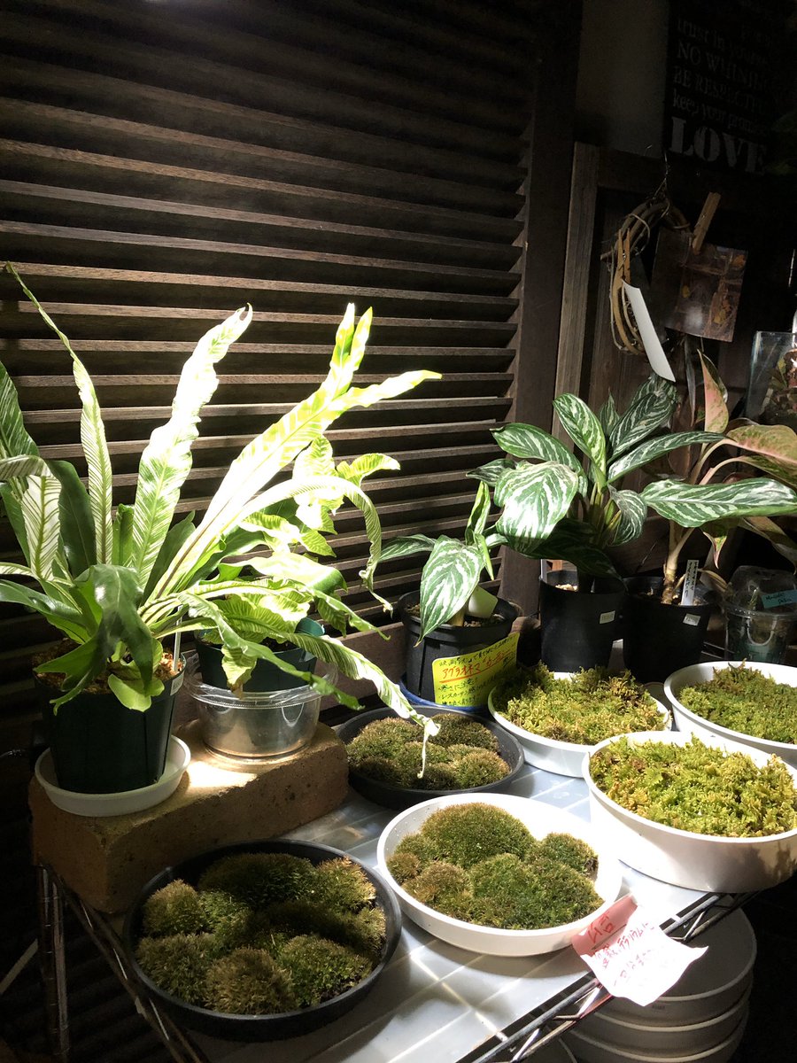 アグラオネマカーティシー