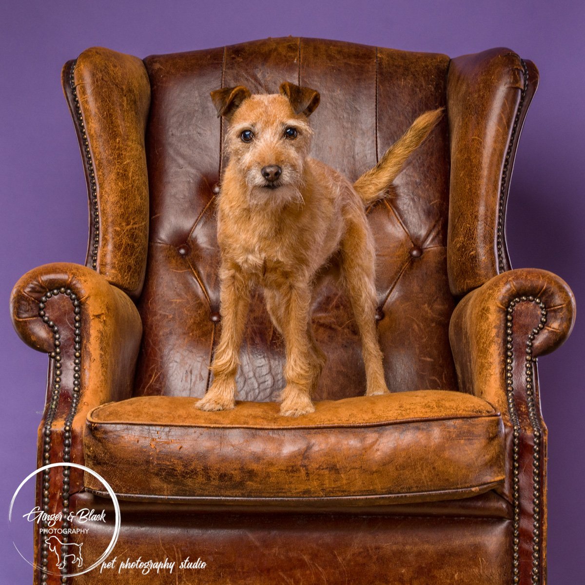 #LoveYourPetDay meet my marvellous Poppy who has been my constant companion for almost 12 years now.