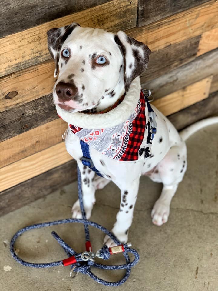 CLEDOGmag's tweet image. Thoughtful Thursday with Quint. 🐶🤔
#CLEDog #ThoughtfulThursday #SpottedDog #BlueEyes #DogEyes