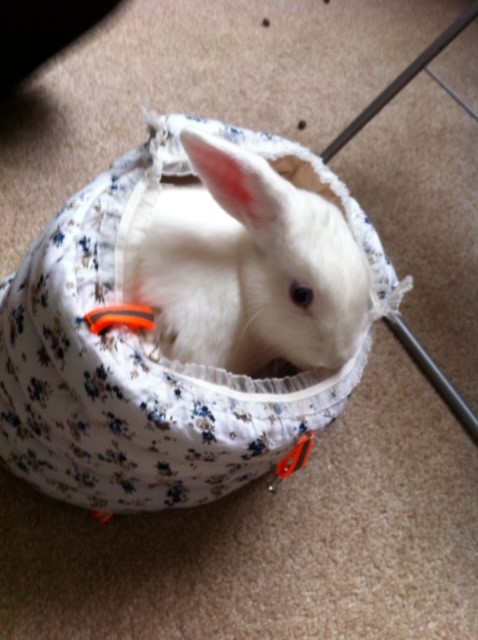 More and more studies are showing that pets can help with depression, post-traumatic stress disorder, addictions, stress and feelings of loneliness.

Here's our NCS Delivery Officer Natalie's pet rabbits Nala, Peanut and Blanka! #LoveYourPetDay 🐰