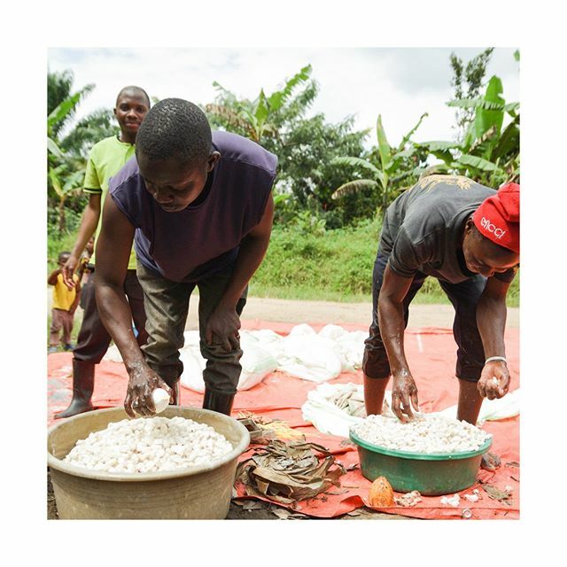 LatitudeTradeCo's tweet photo. First we sort....⁠
⁠
.⁠
.⁠
.⁠
#directtrade #transparenttrade #semulikiforest #freshcacao #uganda #beantobar #craftchocolate #latitudetradeco #cocoa #chocolate #cashforcocoa #slowfood #bundibugyo #farming #organic #harvest https://t.co/a0TbP5Ku5q https://t.co/ofmis1Qc7U