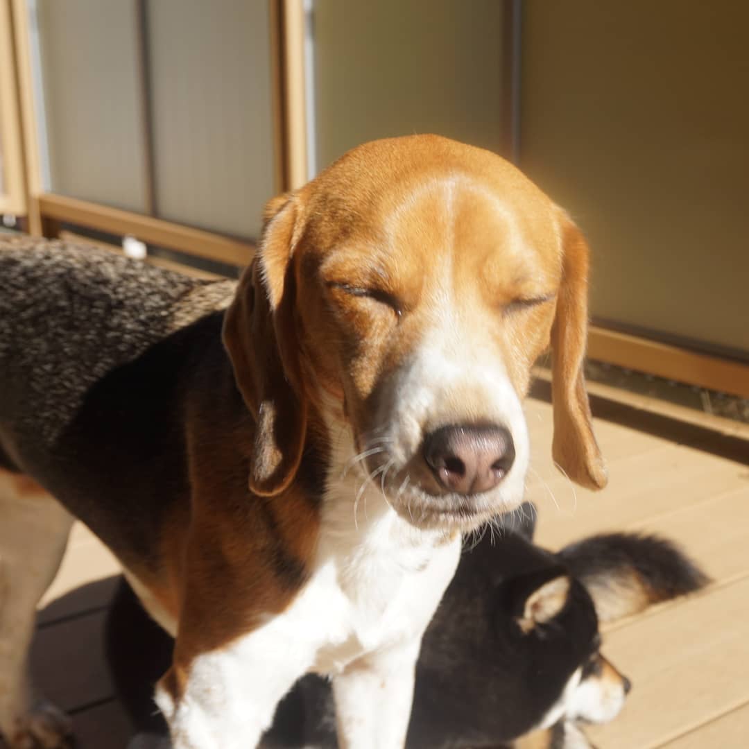 かとうりえ 黒柴 柴犬 ビーグル 犬 Shibainu Beagle Dog A5100 Sonya5100 T Co J6cbg2w2yw Twitter