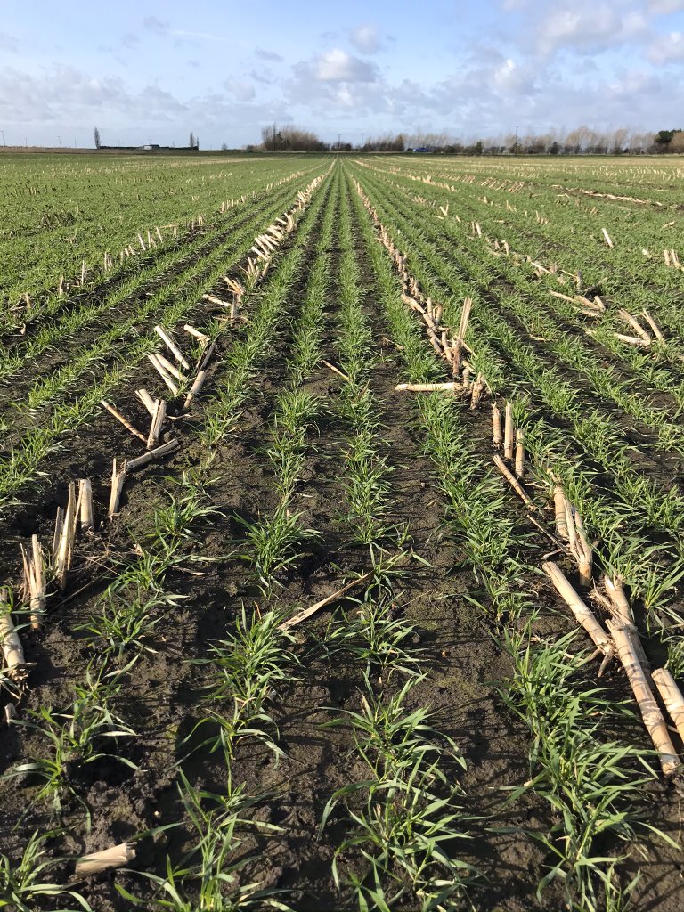 A customers crop of winter wheat direct drilled into maize stubble looking very well this morning. Who would of thought it after such a wet winter we have had. #directdrill #soilstructure #Kwskerrin #Vibranceduo @AgrovistaUK @KWSUKLtd @SyngentaUK @Weaving_Mach