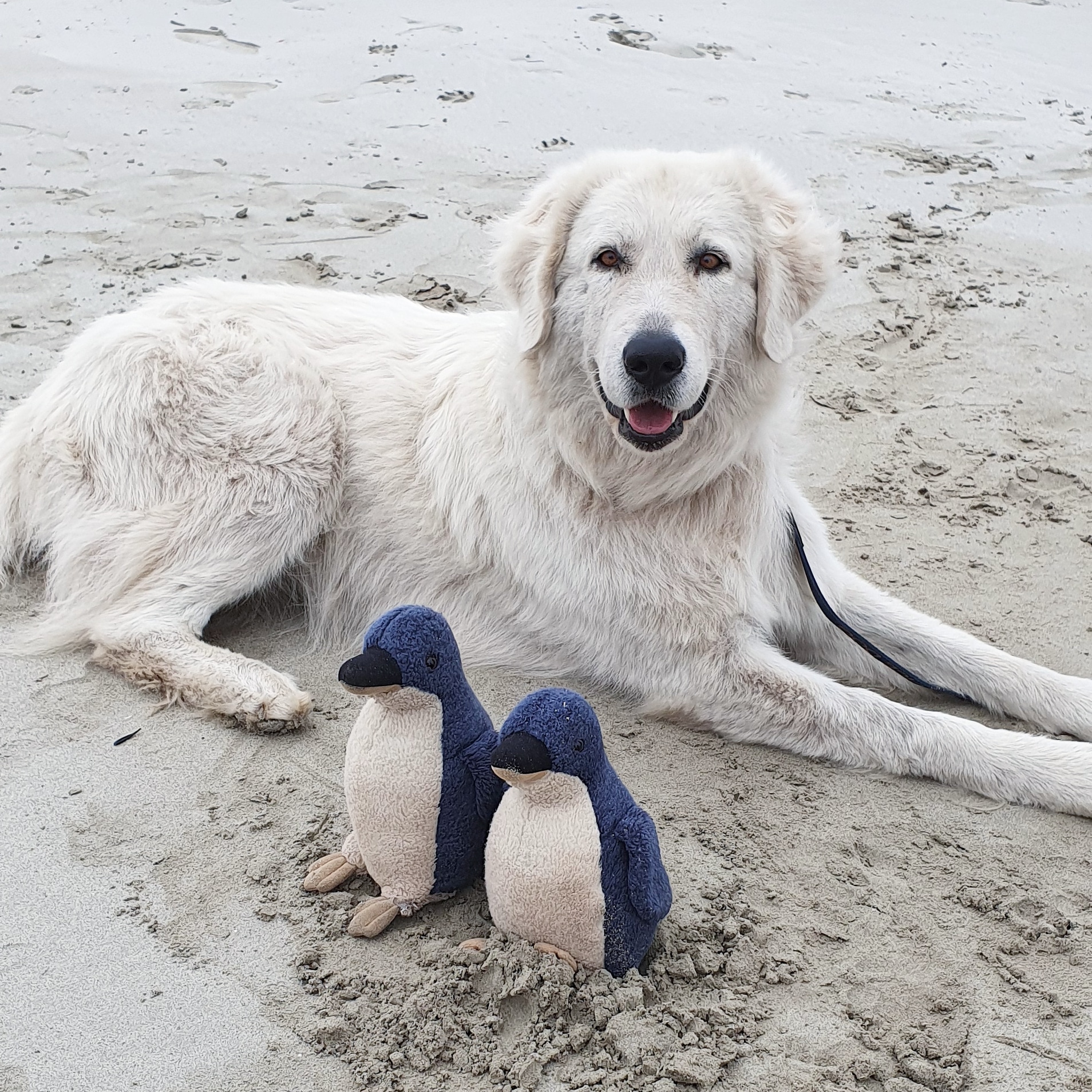 maremma sheepdog penguins