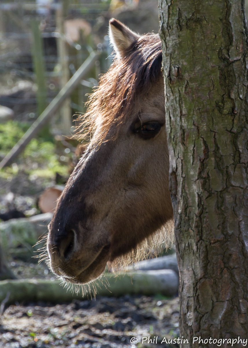 PhilAustin26's tweet photo. Can you see me?
Konik horse take at The Wildwood Trust 19-2-2010 @WildwoodTrust https://t.co/ZdW5a9OQpK
