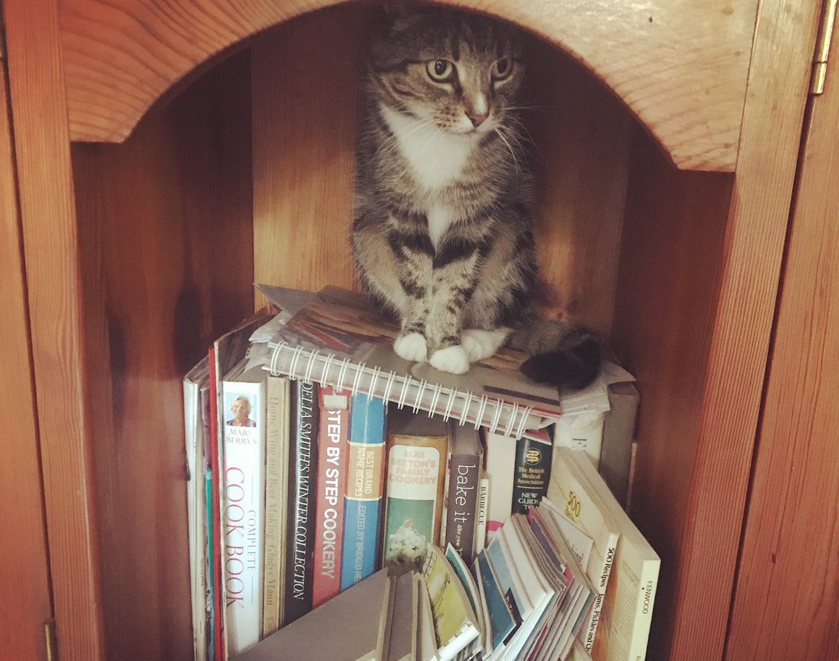 #loveyourpetday 
Puzzle is the BEST cat.
She can often be found greeting people outside the apartments, at our convenience store or at <a href="/PeakMovementHQ/">Peak Movement Clinic</a> (she has been known to stroll through a Pilates class 😂)