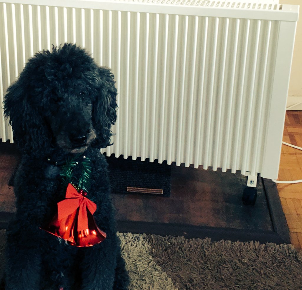 electrorad's tweet photo. It's #LoveYourPetDay... and we do! Here are some of ours.... Why not show us yours!
#electricradiators #warmpets #electricheating #smarthome #warmhome https://t.co/8beTtSd5ZE