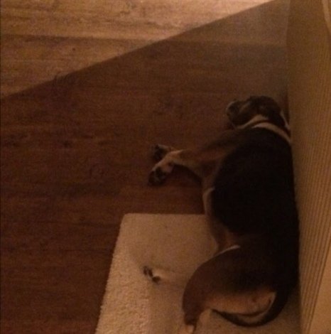 electrorad's tweet photo. It's #LoveYourPetDay... and we do! Here are some of ours.... Why not show us yours!
#electricradiators #warmpets #electricheating #smarthome #warmhome https://t.co/8beTtSd5ZE