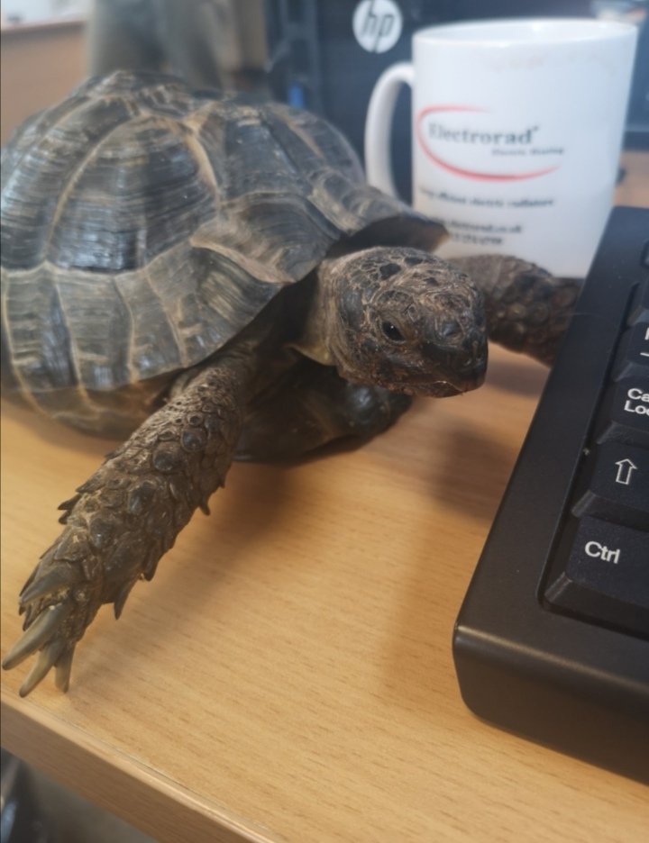electrorad's tweet photo. It's #LoveYourPetDay... and we do! Here are some of ours.... Why not show us yours!
#electricradiators #warmpets #electricheating #smarthome #warmhome https://t.co/8beTtSd5ZE
