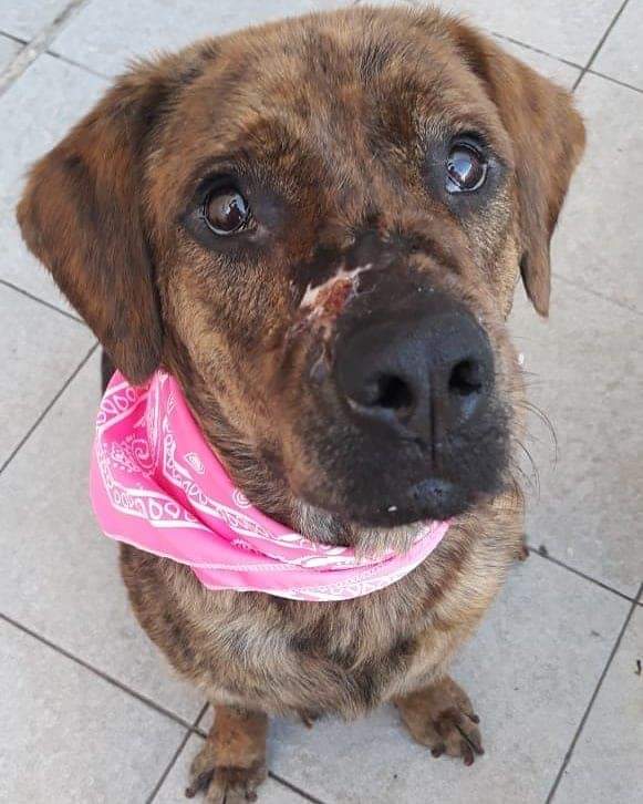 Falta poco para que se cumpla un mes de la operación de #Pappo. Afortunadamente cerró casi todo,. En breve lo llevaremos a una consulta con la cirujana para saber los pasos a seguir. Lamentablemente su piel no es "linda" para lograr que se una todo como lo esperado.