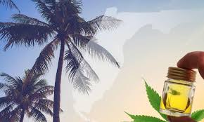 CannaCureCafe's tweet photo. Cracking down on #CBD laws in #Florida.. #CBDnews #CannabisNews https://t.co/dHQZAK1sb9 https://t.co/KWbPNsdxcq