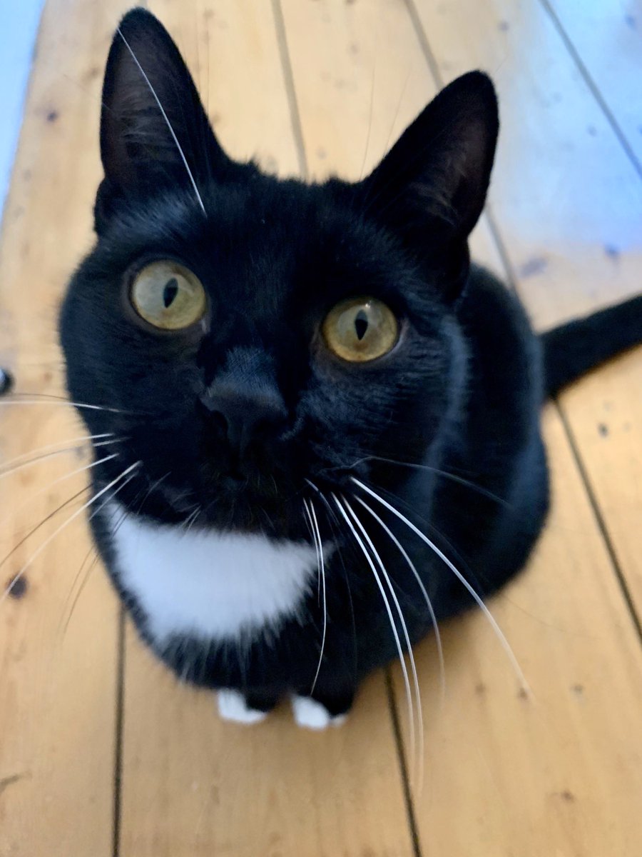 DanRobMCR's tweet photo. My Selena #LoveYourPetDay https://t.co/o49IzXq4mg