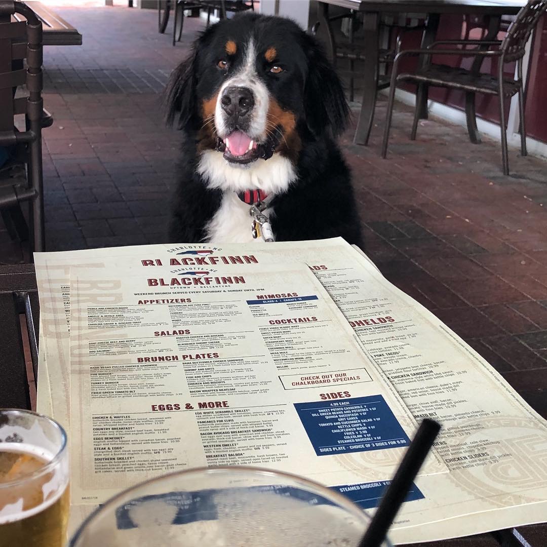 Happy National Love Your Pet Day! We always love to see our furry little Finn Friends on the patio. Show us your pets! 📸 ig: aspen_and_everest_berners