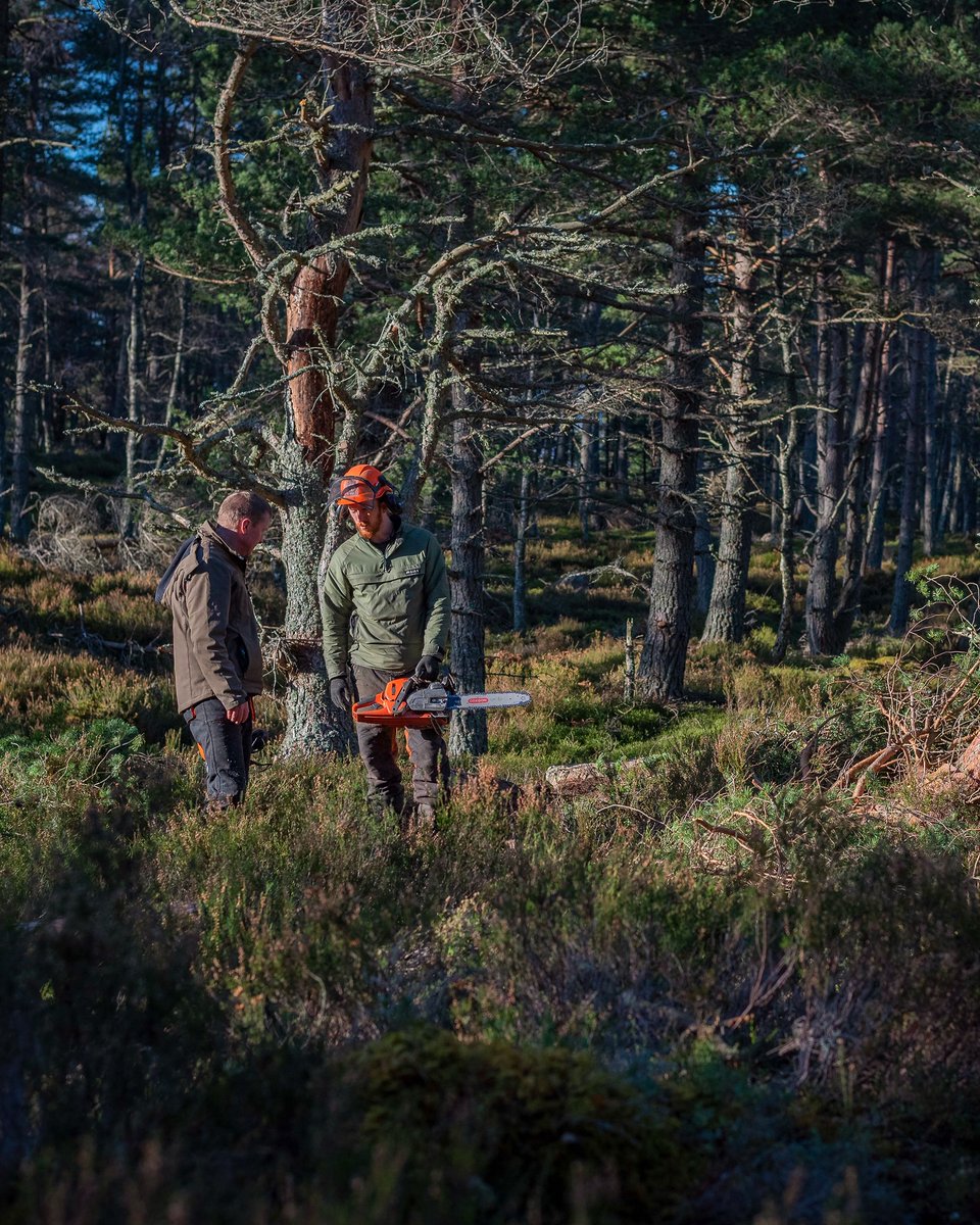 Three words ... what3words.com/deeply.lyrics.… . Probably the most famous tree in Aberdeenshire right now. 🚲⛰ Master Blaster trail all clear! 😱 Stay safe out there riders! 🚵