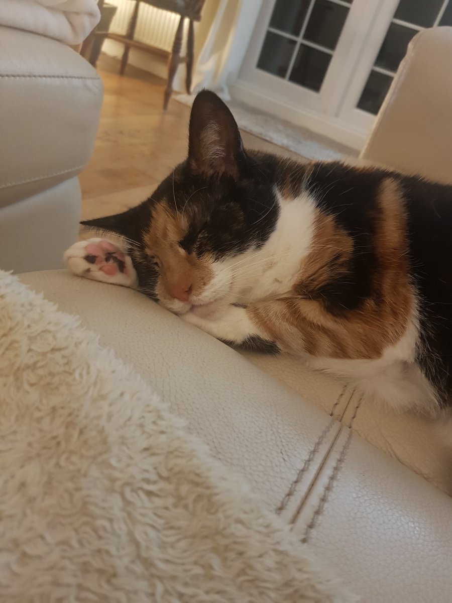 SamanthaDGarner's tweet image. A picture of my cat asleep (Topsy) to make you go aaahhhhh. #sheissocute #mentalhealth