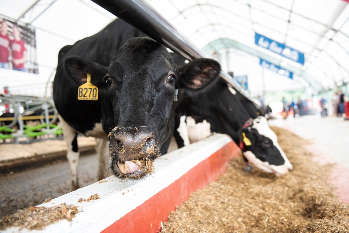 Did you hear? We are hiring a Livestock and Program Coordinator! 🐮

Passionate about livestock and Canada's Outdoor Farm Show? This job may be the right fit for you!

Find more details here 👇
agcareers.com/canada-39-s-ou…