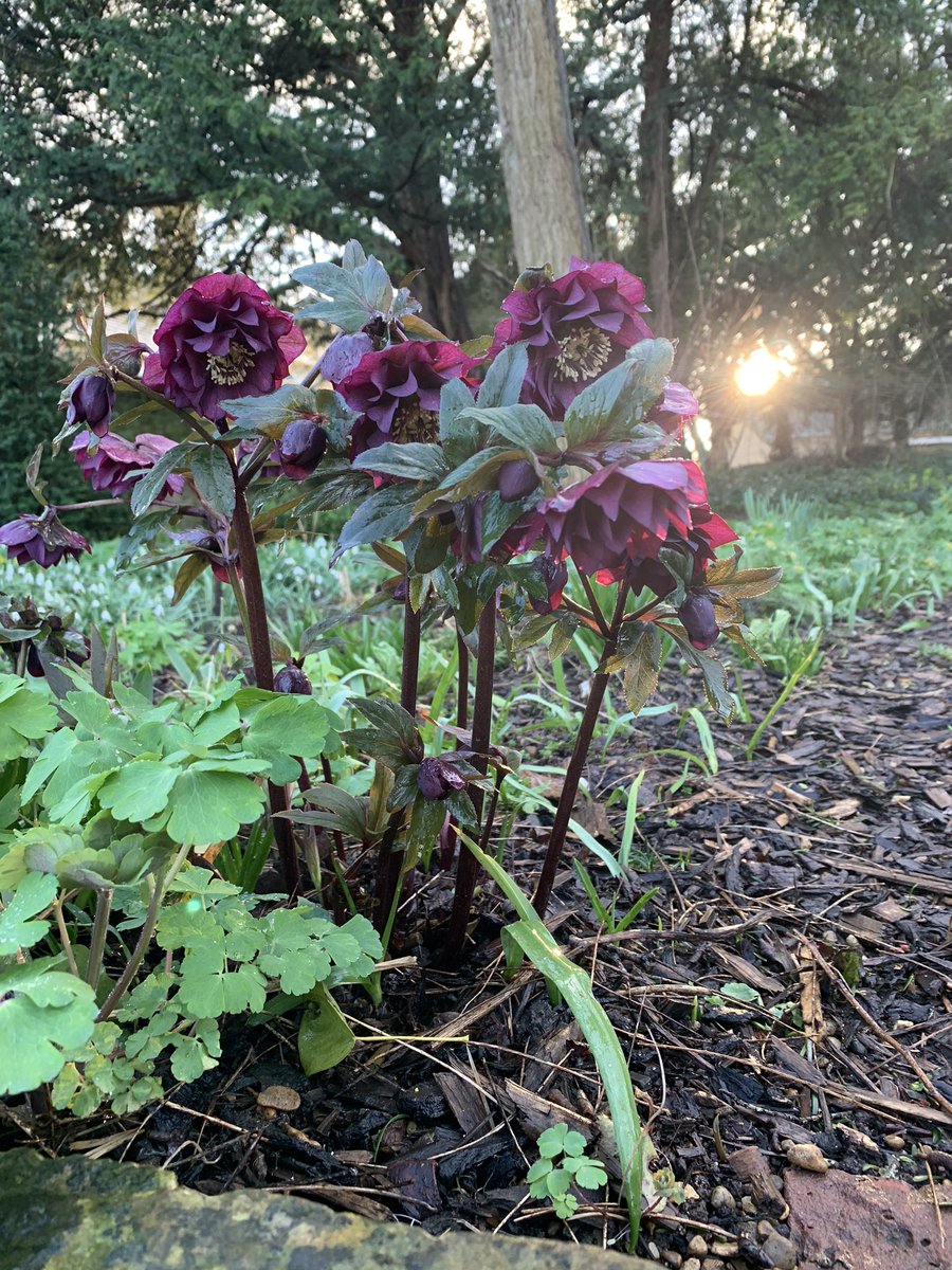 AF Garden School tweet media