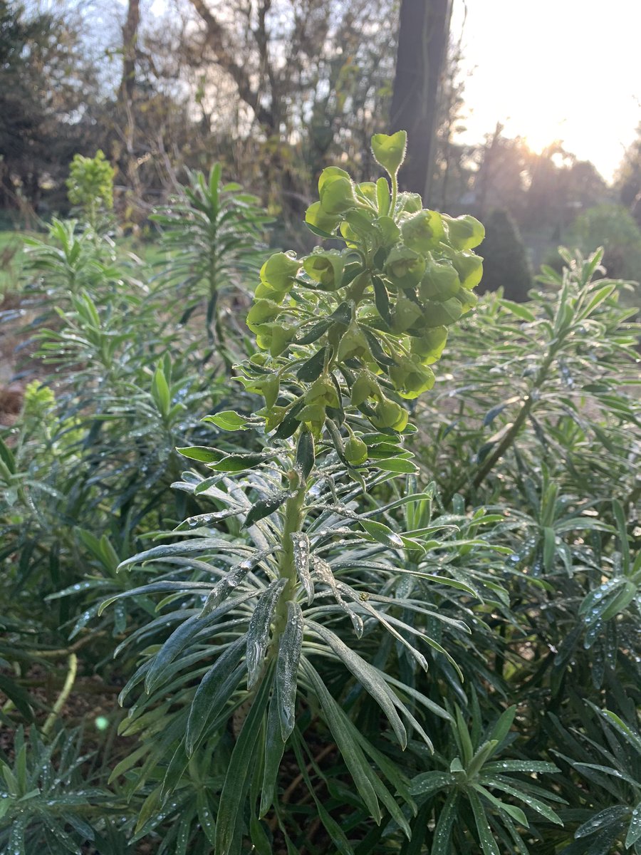 AF Garden School tweet media