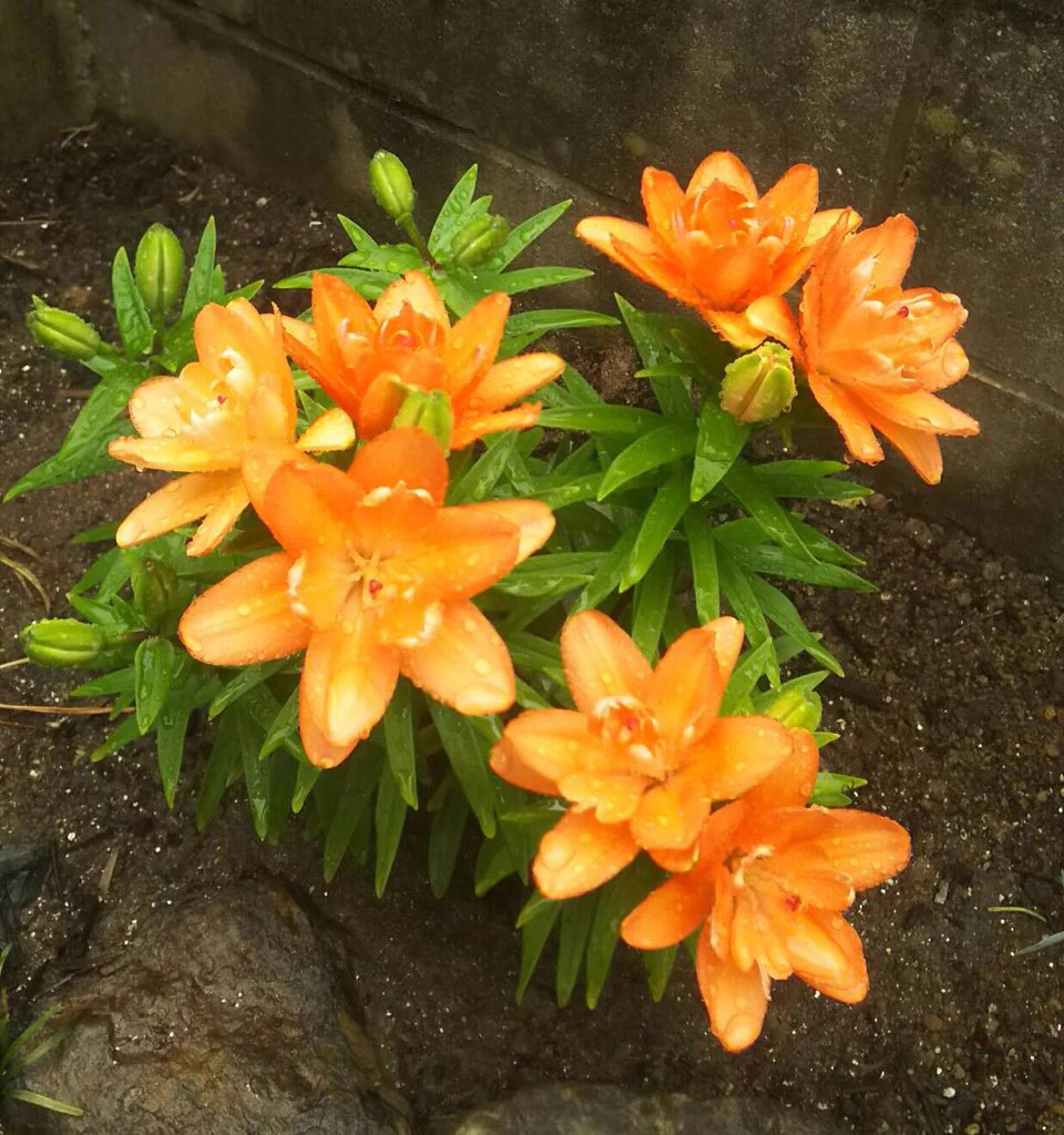 園芸コーナーの端っこで売られていたボロボロで小さな花が･･･！命を大切にするお母さんの深い愛情に感動