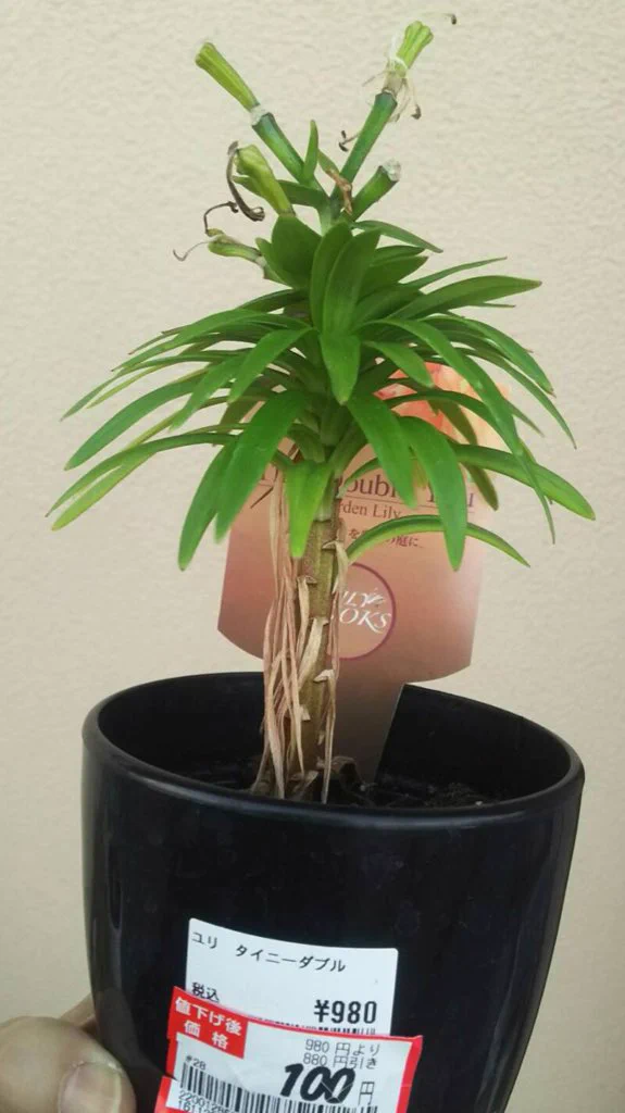 園芸コーナーの端っこで売られていたボロボロで小さな花が･･･！命を大切にするお母さんの深い愛情に感動