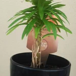 園芸コーナーの端っこで売られていたボロボロで小さな花が･･･!命を大切にするお母さんの深い愛情に感動