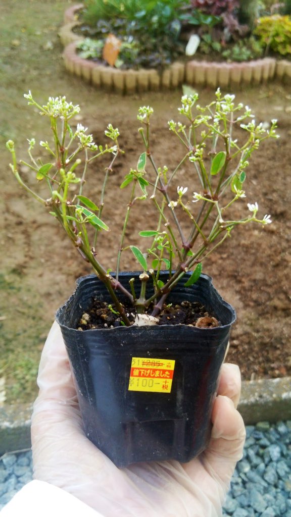 園芸コーナーの隅で値引きされていたボロボロな花を立派に育てたお母さん すごい 緑の手を持ってる人だ Togetter