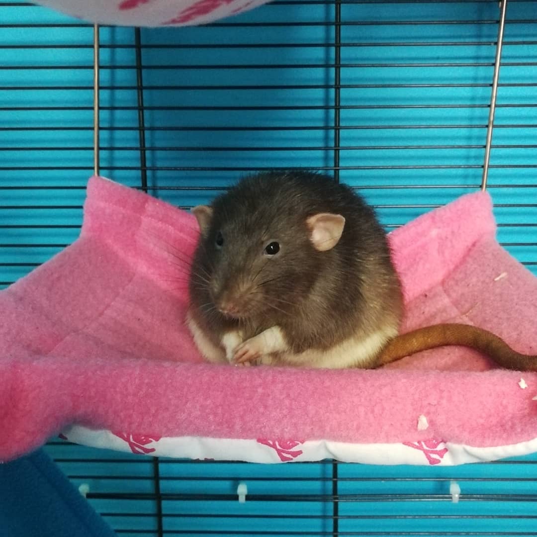linkindisguise's tweet photo. Goodbye to the bestest boy there ever was 
Perfect in every way. I loved him so much and I'll miss him https://t.co/GDaXPgFlhg
